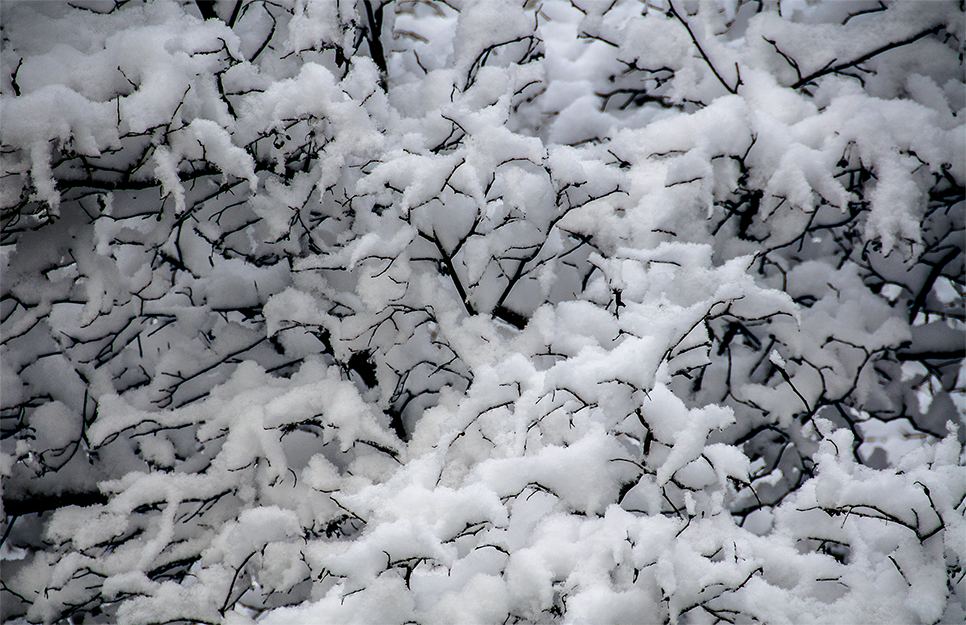 Snow & trees #2