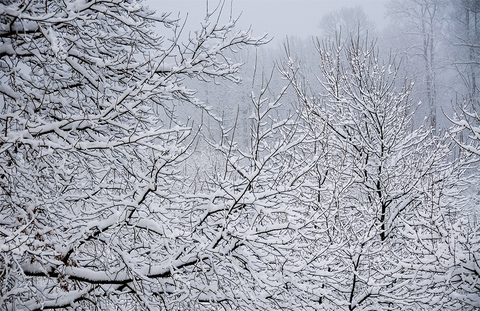 Snow & trees #1