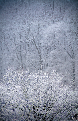 Snow & trees #3