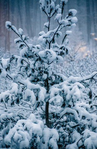 Snow & trees #4