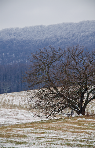 Snow & frozen trees, Hillsboro, VA